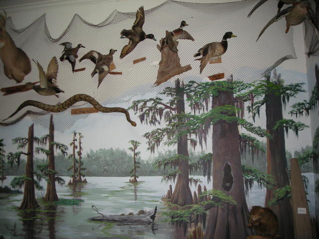 Swamp Room