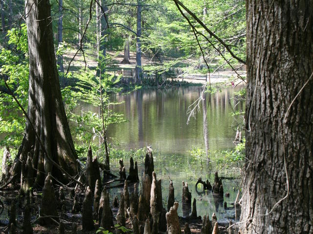 Stuart Lake on the Catahoula Ranger District