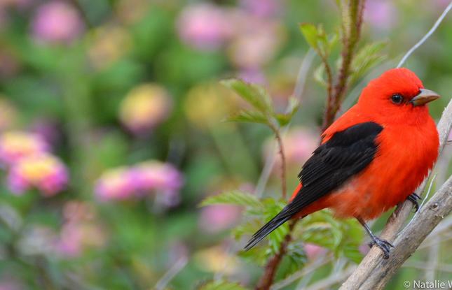 Grand Isle Migratory Bird Celebration | Louisiana Travel